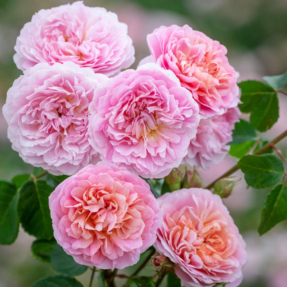 Rose 'Eustacia Vye' (Ausegdon)